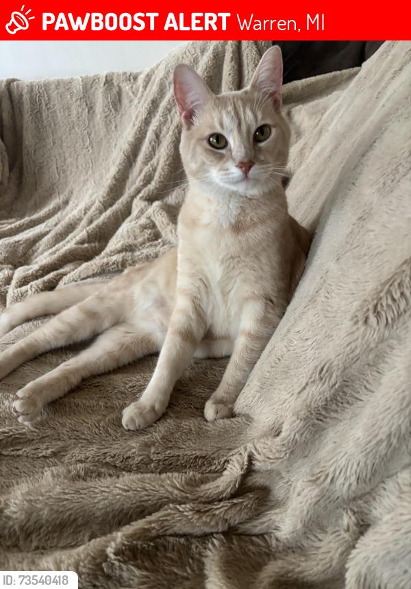 Lost Male Cat last seen Toepfer and Panama, Warren, MI 48091
