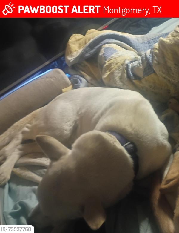 Lost Male Dog last seen Mail route rd Montgomery 77316, Montgomery, TX 77316