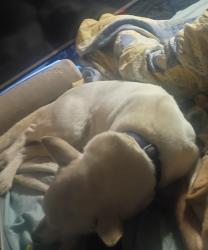 Lost Male Dog last seen Mail route rd Montgomery 77316, Montgomery, TX 77316