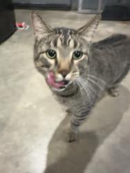 Reunited Male Cat last seen Centerstone Court, Centerstone way, Star Stables, Indianapolis, IN 46259