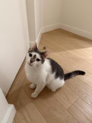 Found/Stray Male Cat last seen Boul. Thimens/ Dobrin, Montréal, QC 