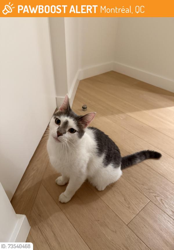 Found/Stray Male Cat last seen Boul. Thimens/ Dobrin, Montréal, QC 