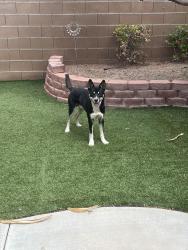 Reunited Male Dog last seen El Capitan and Peace Way, Spring Valley, NV 89147