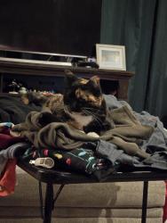 Reunited Female Cat last seen 91st and Aspen, Broken Arrow, OK 74012