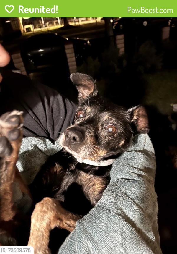 Reunited Male Dog last seen Linden & 23rd, Long Beach, CA 90806