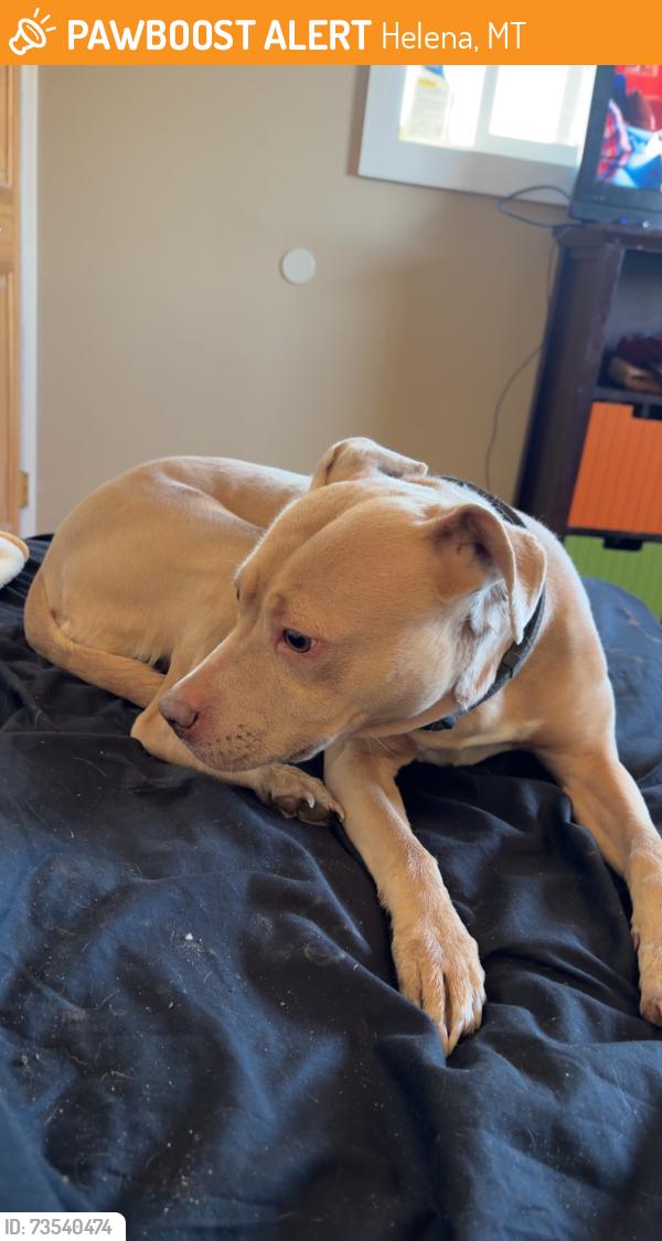 Found/Stray Female Dog last seen Pizza Hut and Walmart area, Helena, MT 59601
