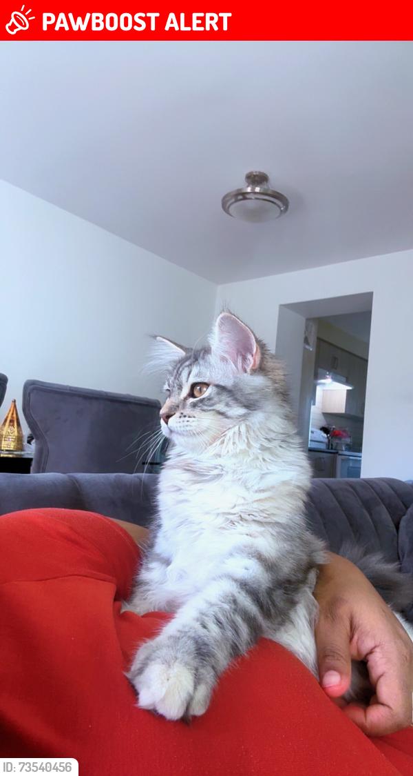 Lost Female Cat last seen Glen erin and burnhamthorpe, Mississauga, ON L5L 3M5