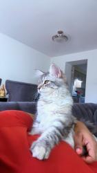 Lost Female Cat last seen Glen erin and burnhamthorpe, Mississauga, ON L5L 3M5