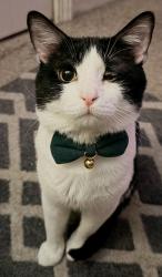 Reunited Male Cat last seen Voyager Drive, St. Peters, MO 63376