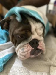 Found/Stray Unknown Dog last seen Figueroa and 223rd, Carson, CA 90745