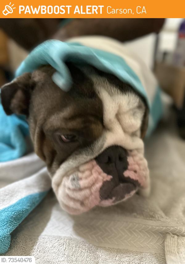 Found/Stray Unknown Dog last seen Figueroa and 223rd, Carson, CA 90745
