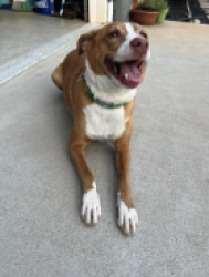 Reunited Female Dog last seen Piedmont Park Rd and State Park Rd, Greenville County, SC 29609