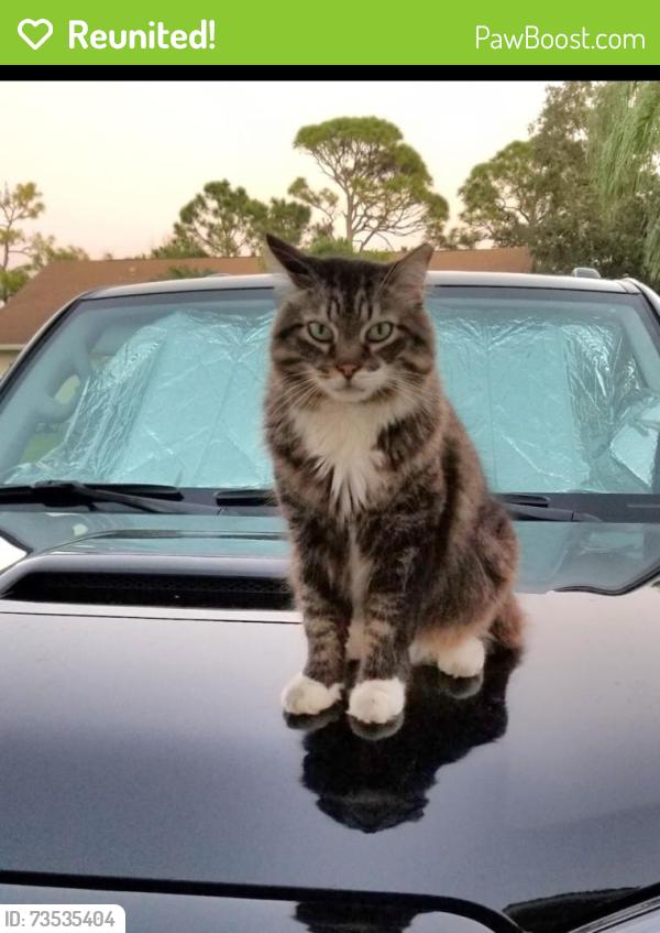 Reunited Male Cat last seen All Creatures Animal hosp, Stuart, FL 34997