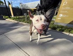 Shelter Stray Male Dog last seen Apt 6X,140 Park Hill Avenue, STATEN ISLAND, NY, 10304, 3139 Veterans Rd W, Staten Island, NY 10309, USA