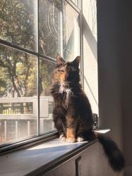 Reunited Female Cat last seen At Ellwood At Lake Travis, Austin, TX 78726