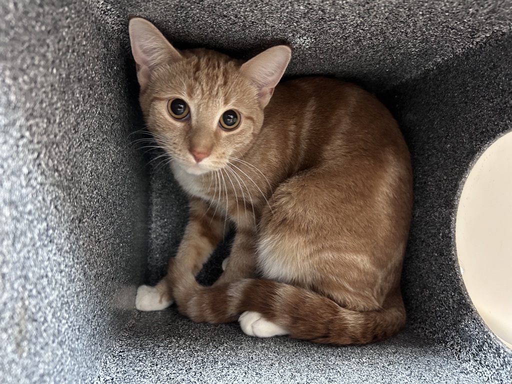 Shelter Stray Female Cat last seen Broadway & W 145th St, NEW YORK, NY, 10031, 326 E 110th St, New York, NY 10029, USA