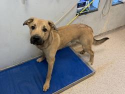 Shelter Stray Male Dog last seen Apt 1001,310 Grand Concourse, BRONX, NY, 10451, 326 E 110th St, New York, NY 10029, USA