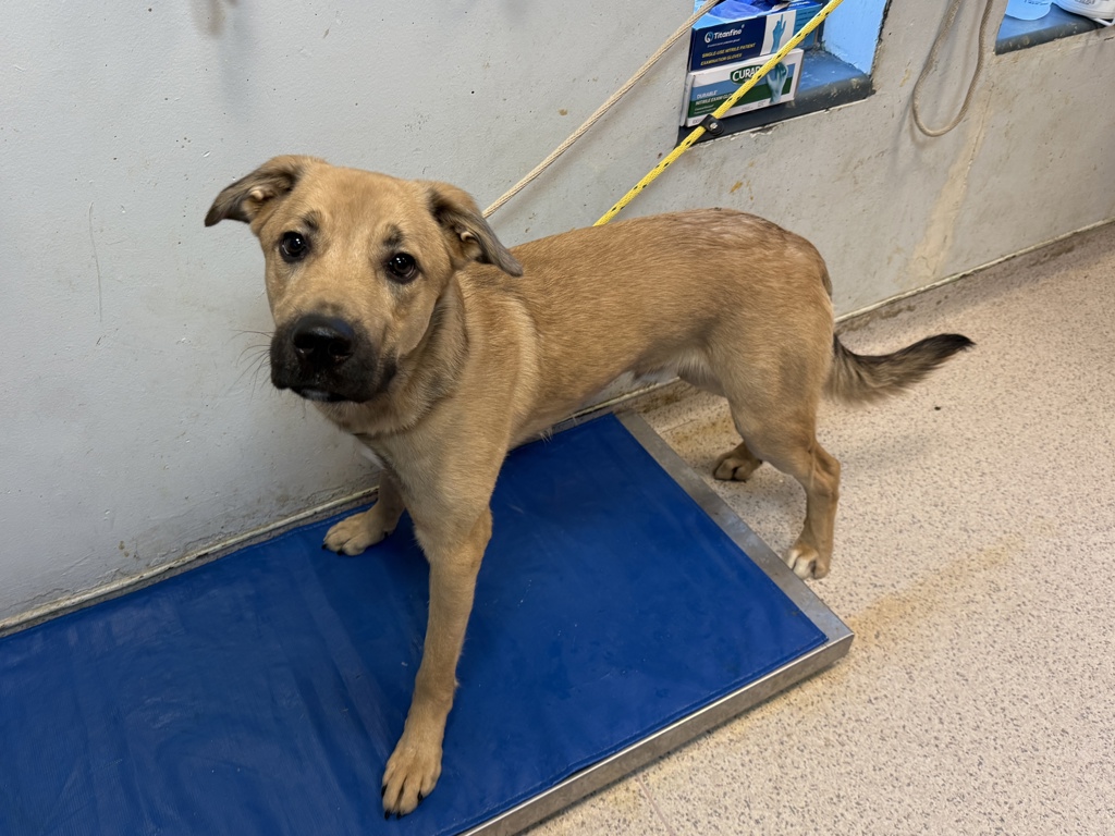 Shelter Stray Male Dog last seen Apt 1001,310 Grand Concourse, BRONX, NY, 10451, 326 E 110th St, New York, NY 10029, USA