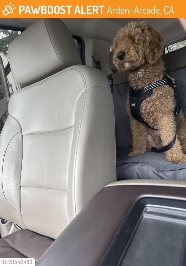 Found/Stray Male Dog last seen Alta Arden and wright Street, Arden-Arcade, CA 95825