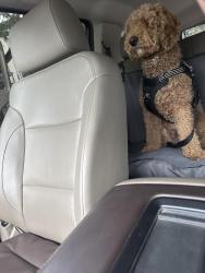 Found/Stray Male Dog last seen Alta Arden and wright Street, Arden-Arcade, CA 95825