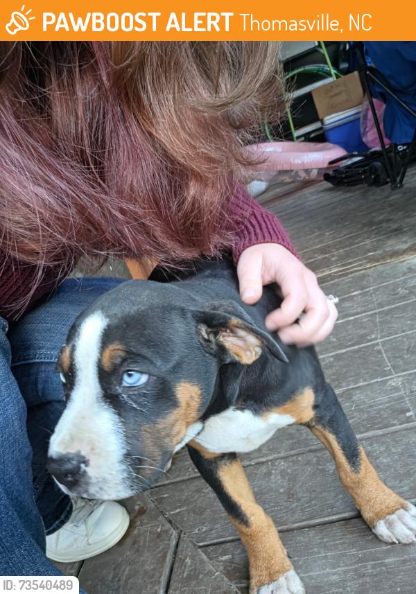 Found/Stray Female Dog last seen Near shuler rd, Thomasville, NC 27360