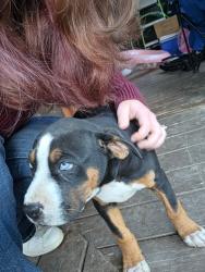 Found/Stray Female Dog last seen Near shuler rd, Thomasville, NC 27360