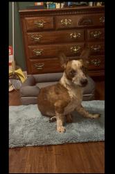 Reunited Male Dog last seen Koomey road, Brookshire, TX 77423