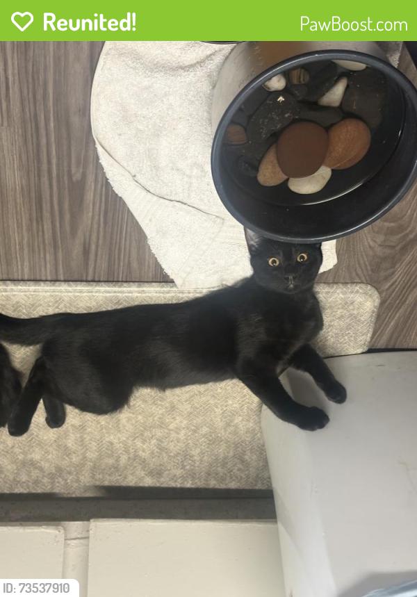 Reunited Male Cat last seen Renaissance Villa apmt complex, San Marcos, CA 92069