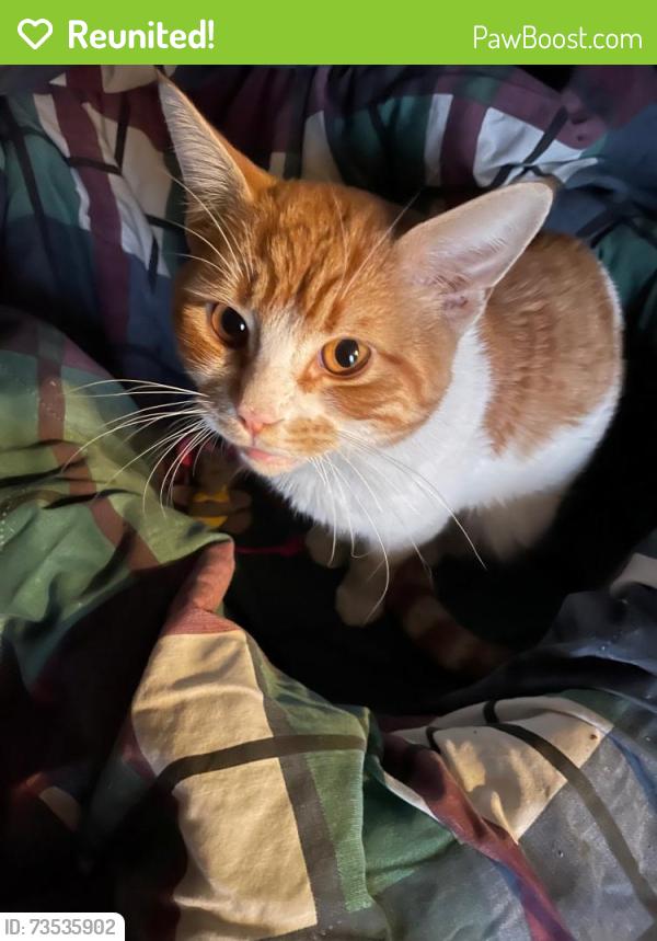 Reunited Male Cat last seen Mulvey Avenue, between Rockwood & Thurso, Winnipeg, MB 