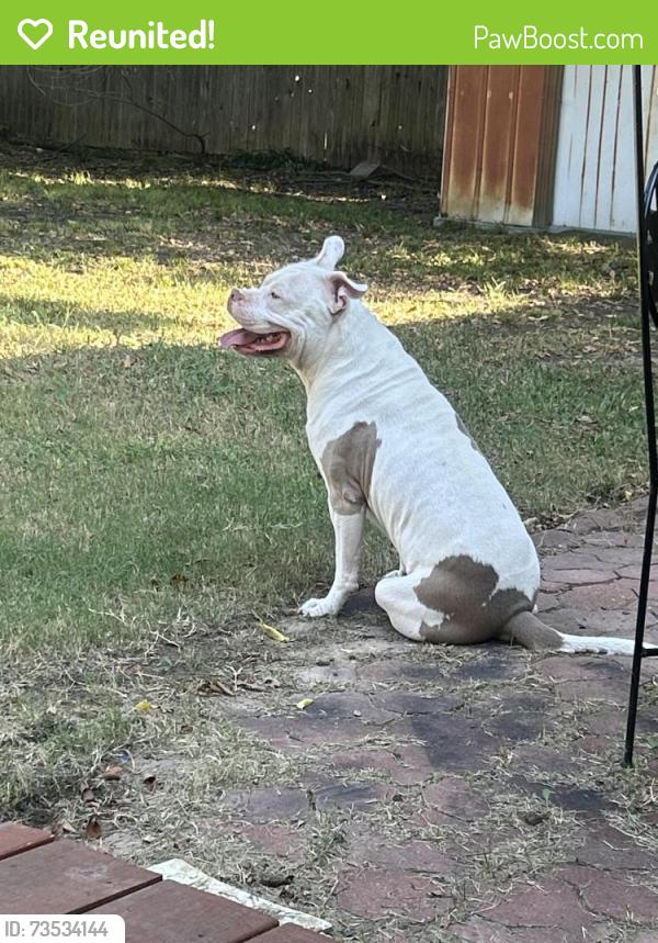Reunited Male Dog last seen Collins And Arkansas, Arlington, TX 76014