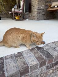 Found/Stray Unknown Cat last seen Central Valley Road at Webb Lane, Murfreesboro, TN 37129