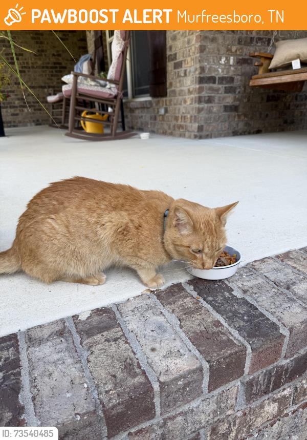 Found/Stray Unknown Cat last seen Central Valley Road at Webb Lane, Murfreesboro, TN 37129