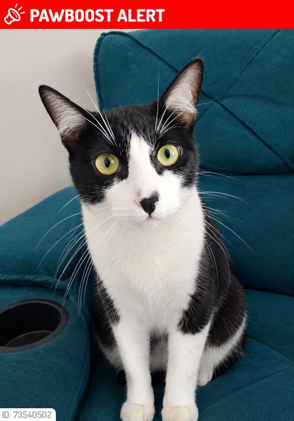 Lost Male Cat last seen Rua Professor Francisco Silveira Bueno, Americanópolis, SP 04335-000