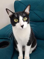 Lost Male Cat last seen Rua Professor Francisco Silveira Bueno, Americanópolis, SP 04335-000