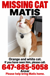 Lost Male Cat last seen Hillcrest mall, Richmond Hill, ON L4C 5W6