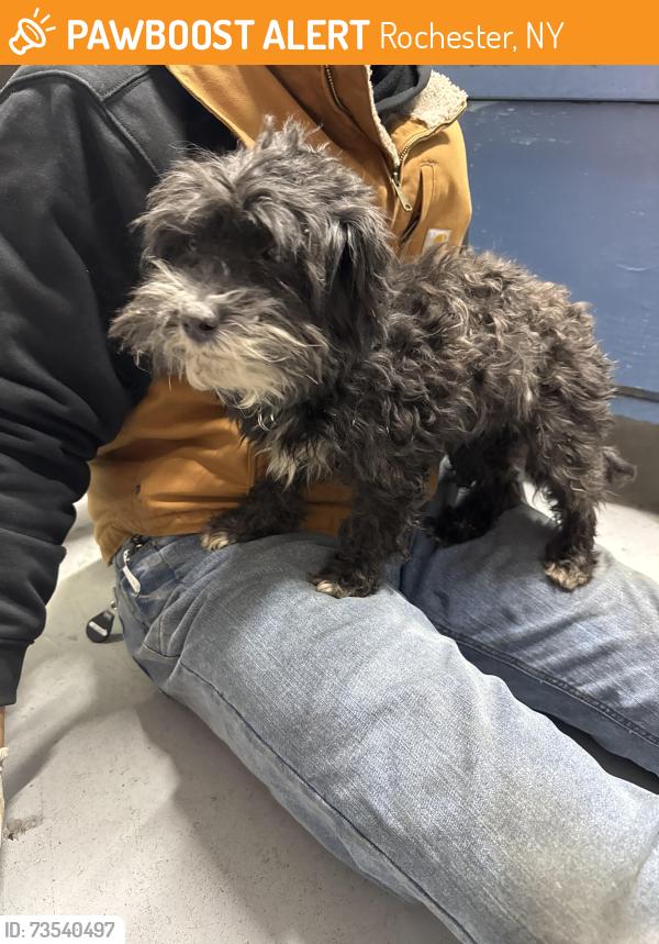 Found/Stray Unknown Dog last seen Lexington and mt read, Rochester, NY 14606