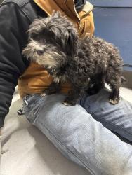 Found/Stray Unknown Dog last seen Lexington and mt read, Rochester, NY 14606