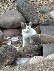 Found/Stray Unknown Cat last seen 107th Ave & Indian School Rd, Phoenix, AZ 85037