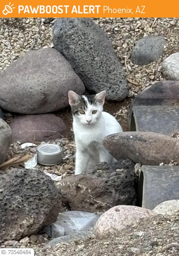Found/Stray Unknown Cat last seen 107th Ave & Indian School Rd, Phoenix, AZ 85037