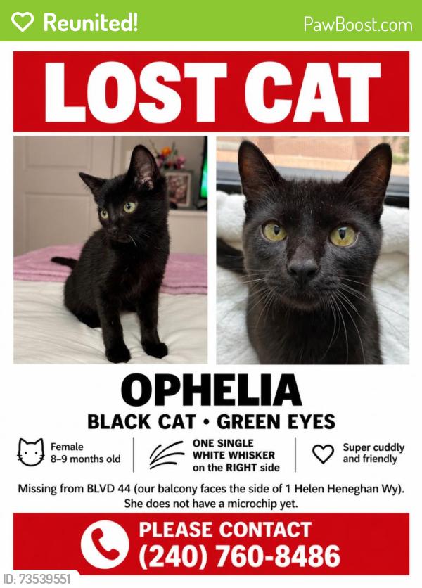 Reunited Female Cat last seen Near Maryland Ave, Rockville, MD 20850, USA, Rockville, MD 20850