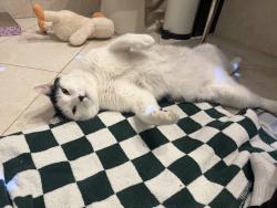Found/Stray Male Cat last seen 4th street and S Gramercy Pl, Los Angeles, CA 90020
