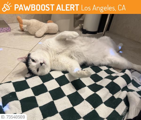 Found/Stray Male Cat last seen 4th street and S Gramercy Pl, Los Angeles, CA 90020