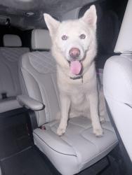 Found/Stray Female Dog last seen Near Kahla middle school. Neighborhood in front, Houston, TX 77084