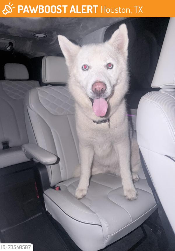 Found/Stray Female Dog last seen Near Kahla middle school. Neighborhood in front, Houston, TX 77084