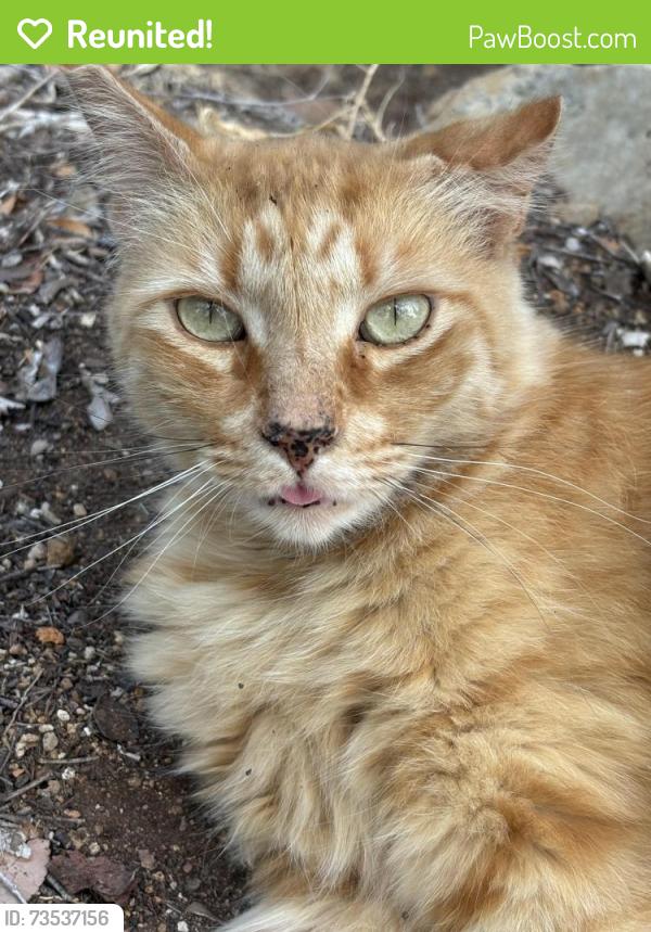 Reunited Male Cat last seen Calavo and Nabal, Casa de Oro-Mount Helix, CA 91941