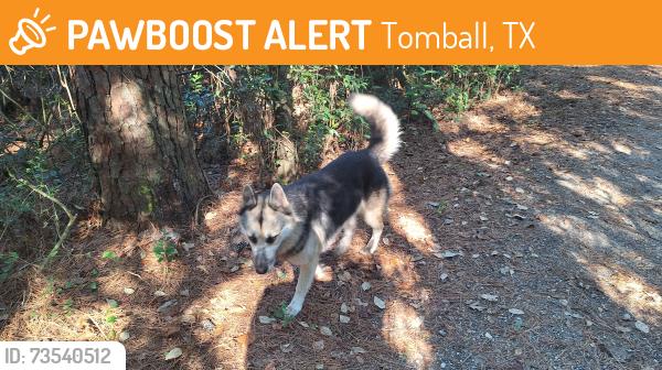 Found/Stray Unknown Dog last seen Near Hermit Thrush Ln, Tomball, TX 77377, Tomball, TX 77377