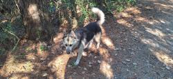 Found/Stray Unknown Dog last seen Near Hermit Thrush Ln, Tomball, TX 77377, Tomball, TX 77377