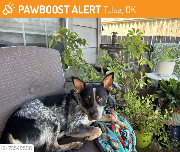 Found/Stray Male Dog last seen 95th & 87th East Ace, Tulsa, OK 74133