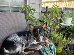 Found/Stray Male Dog last seen 95th & 87th East Ace, Tulsa, OK 74133