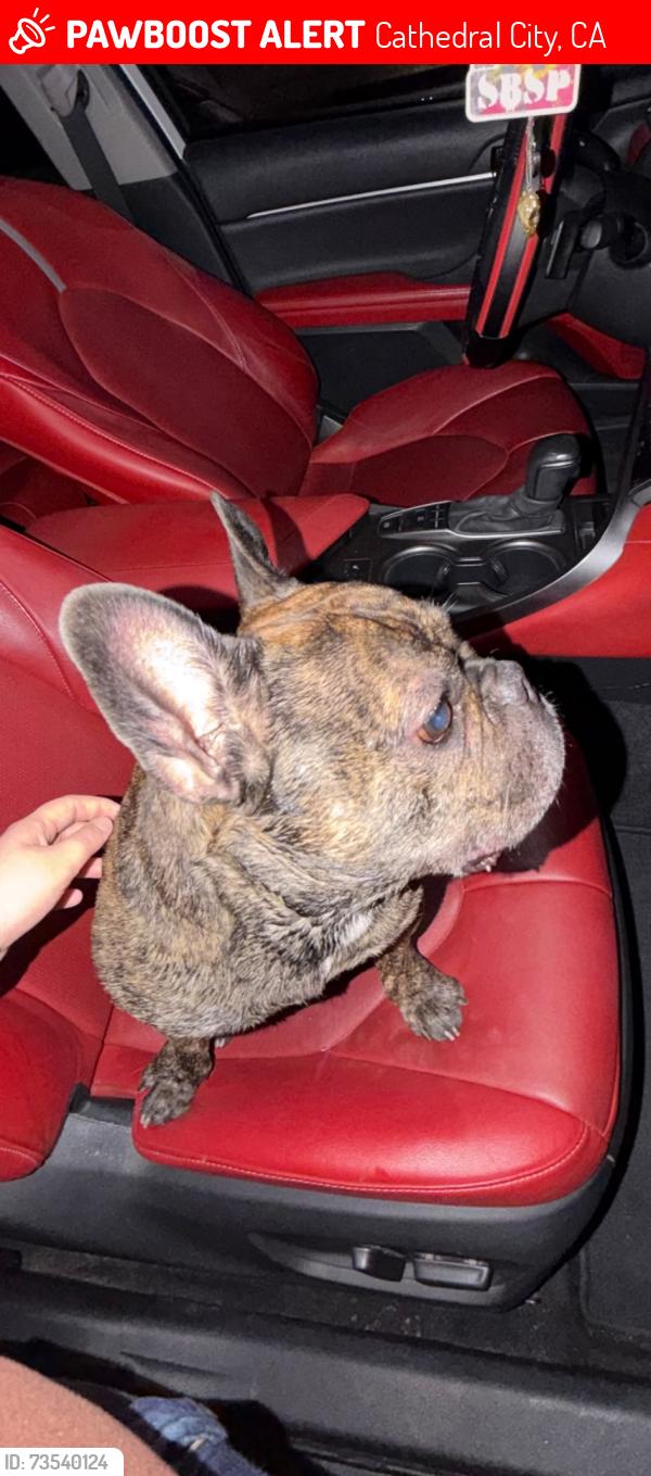 Lost Male Dog last seen Panorama area, Cathedral City, CA 92235